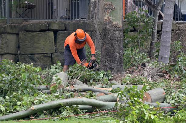 Best Large Tree Removal  in Langdon, ND